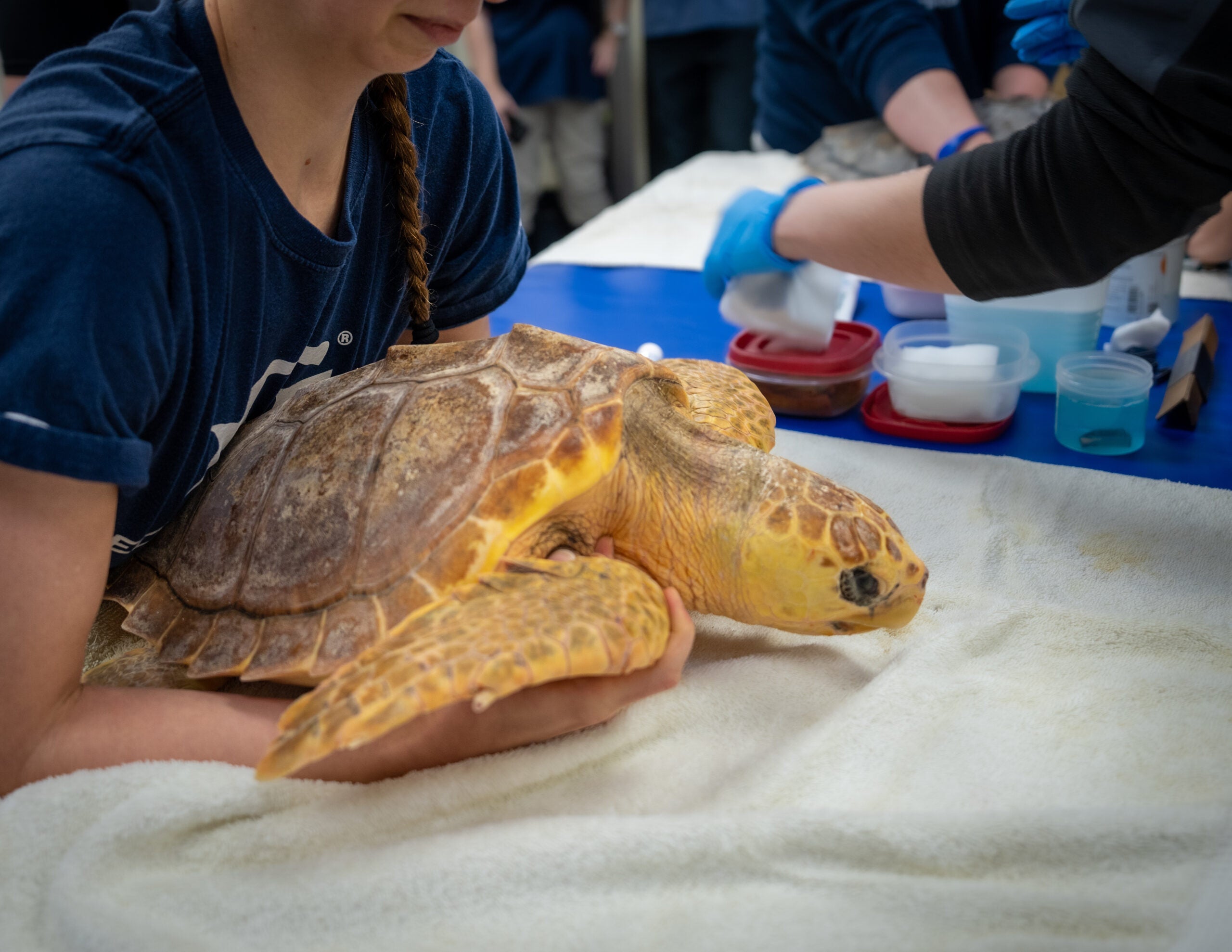 Snortford the Fly River Turtle's birthday party at Via Aquarium 2