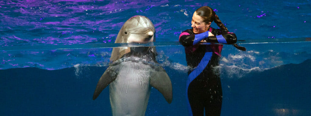 dolphin presentation georgia aquarium