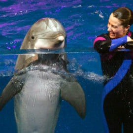 Dolphin Presentation - Georgia Aquarium