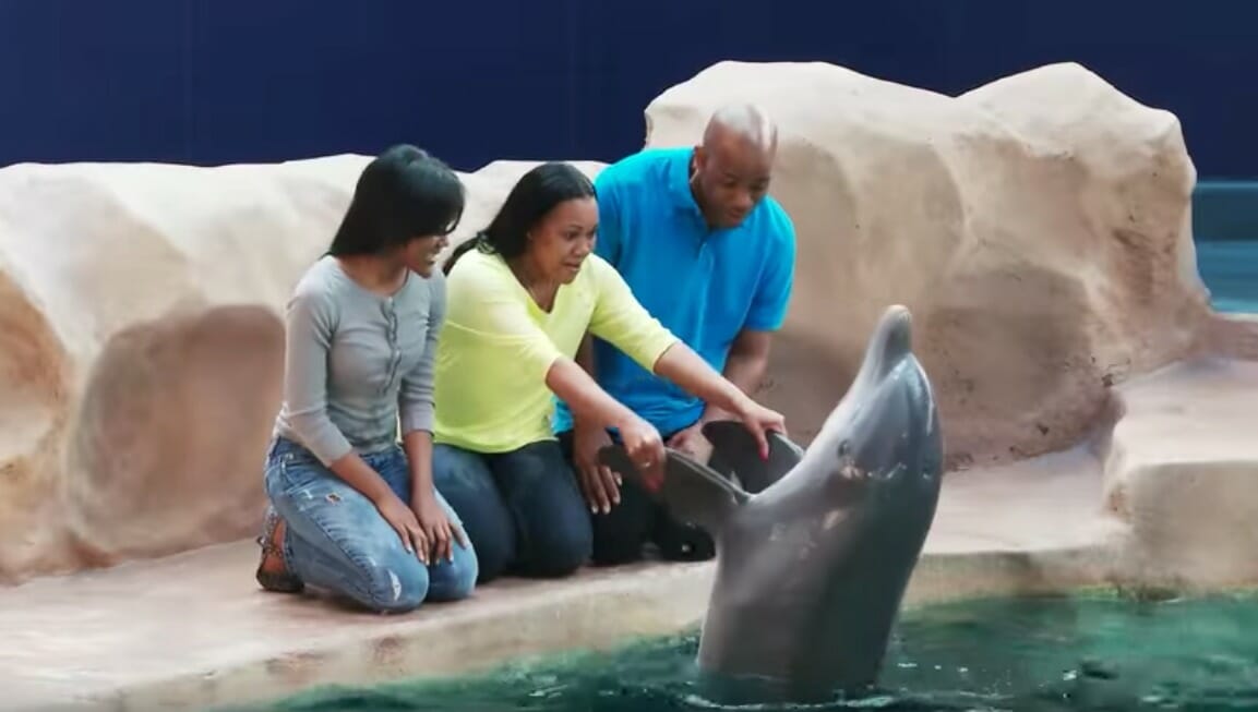 dolphin-animal-encounter-experience-georgia-aquarium