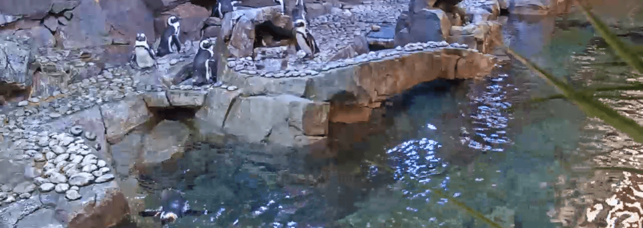 African Penguin Webcam