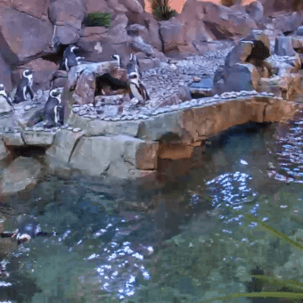 African Penguin Webcam