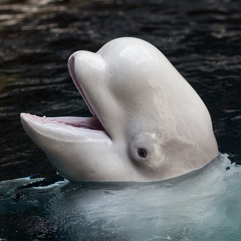 beluga whales mating
