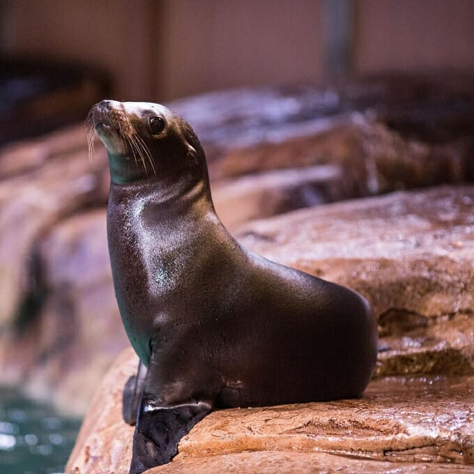 Sea Lion Center - All You Need to Know BEFORE You Go (with Photos)