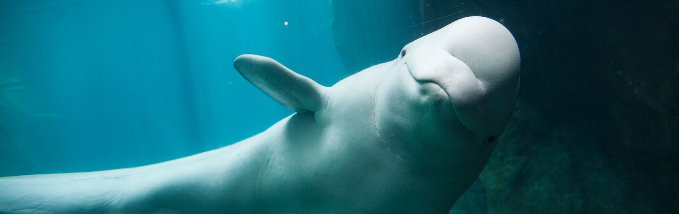 Beluga whales create art in Japan aquarium
