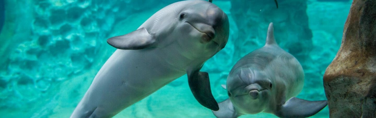 georgia aquarium dolphin show