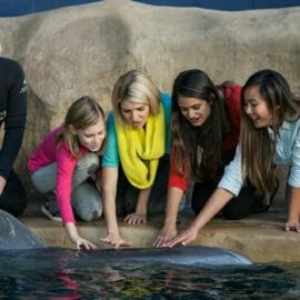 Animal Encounters - Georgia Aquarium