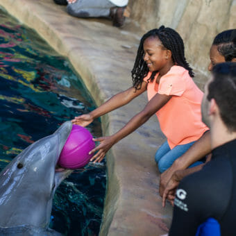 Dolphin Animal Encounter & Experience | Georgia Aquarium