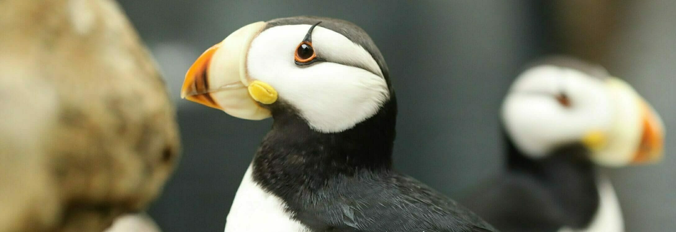 Horned Puffin, Online Learning Center