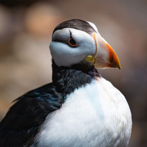 Horned Puffin 1
