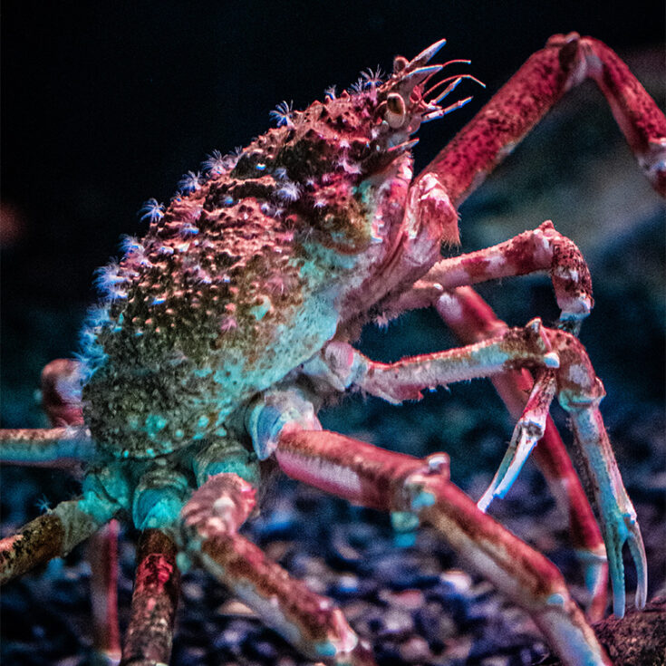 Japanese Spider Crab - Georgia Aquarium