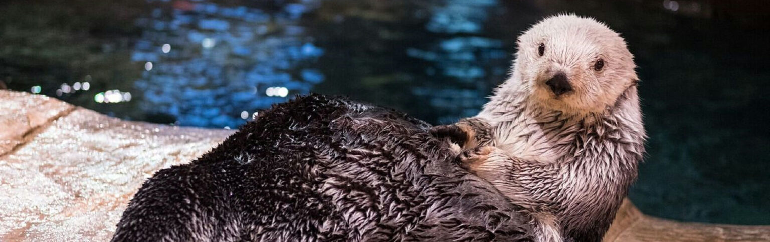 Southern Sea Otter - Georgia Aquarium