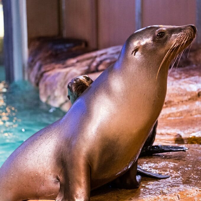 Truist Pier 225 | Georgia Aquarium | Our charismatic California Sea Lions