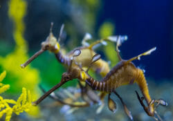 weedy-sea-dragon