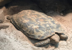 african-pancake-tortoise