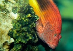 arc-eye-hawkfish