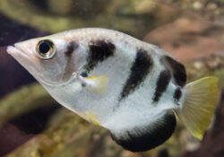 Banded Archerfish