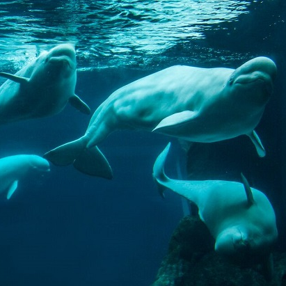 Does cat poop pose a problem for belugas? - Baleines en direct