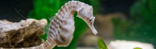 big-bellied-seahorse