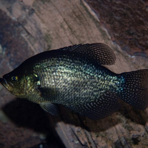 Black Crappie - Georgia Aquarium