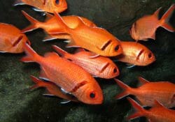 blackbar-soldierfish