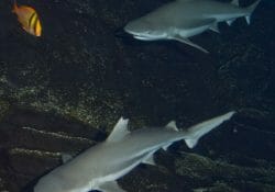 blacktip-reef-shark