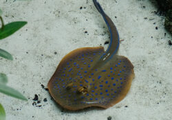 Blue-Spotted Stingray 1