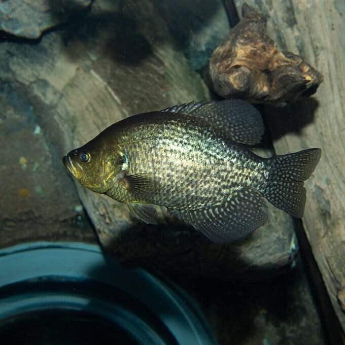 Bluegill - Georgia Aquarium