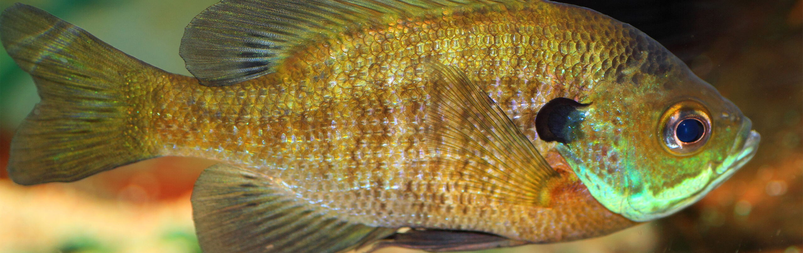 Bluegill - Georgia Aquarium