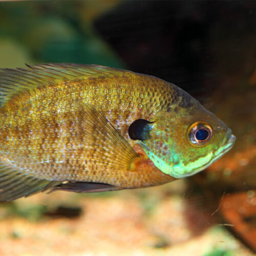 Bluegill - Georgia Aquarium