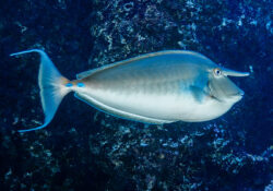 Bluespine Unicornfish 3