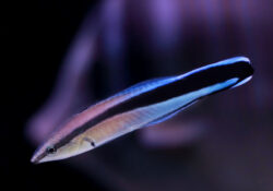 Bluestreak Cleaner Wrasse