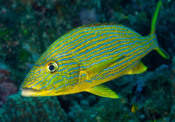 Bluestriped Grunt 1