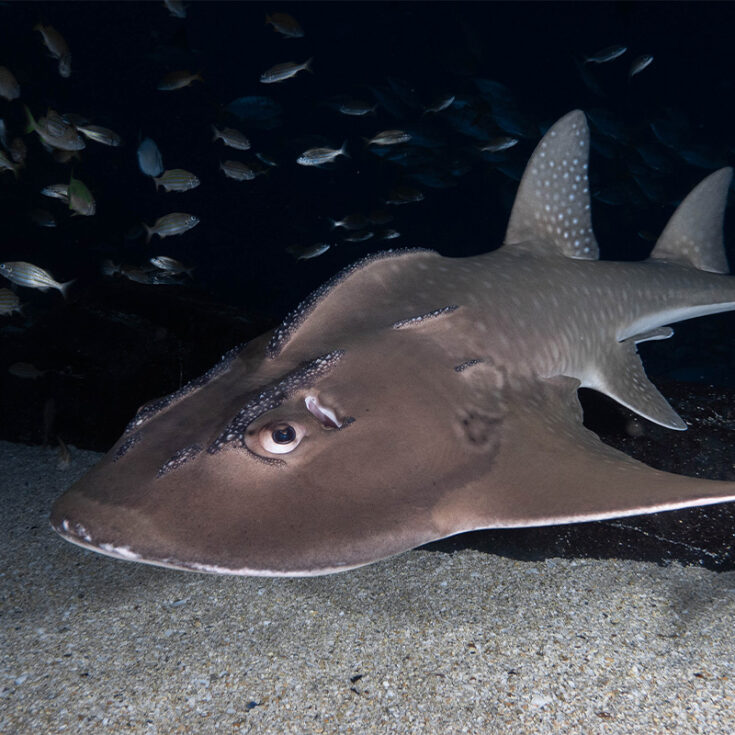 Bowmouth Guitarfish - Georgia Aquarium