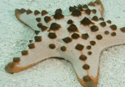 chocolate-chip-sea-star