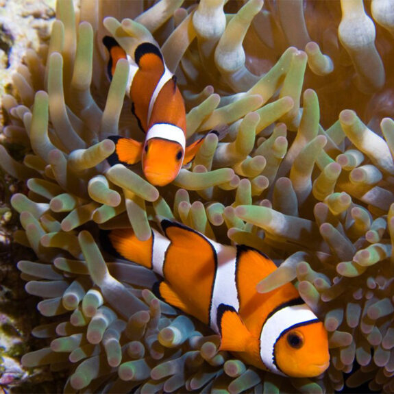 Clown Anemonefish - Georgia Aquarium