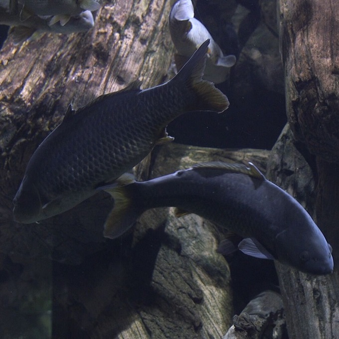 Common Carp - Georgia Aquarium