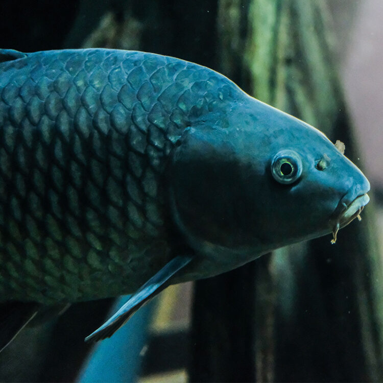 Common Carp - Georgia Aquarium