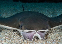 Cownose Ray 1