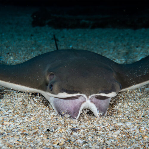 Cownose Ray - Georgia Aquarium