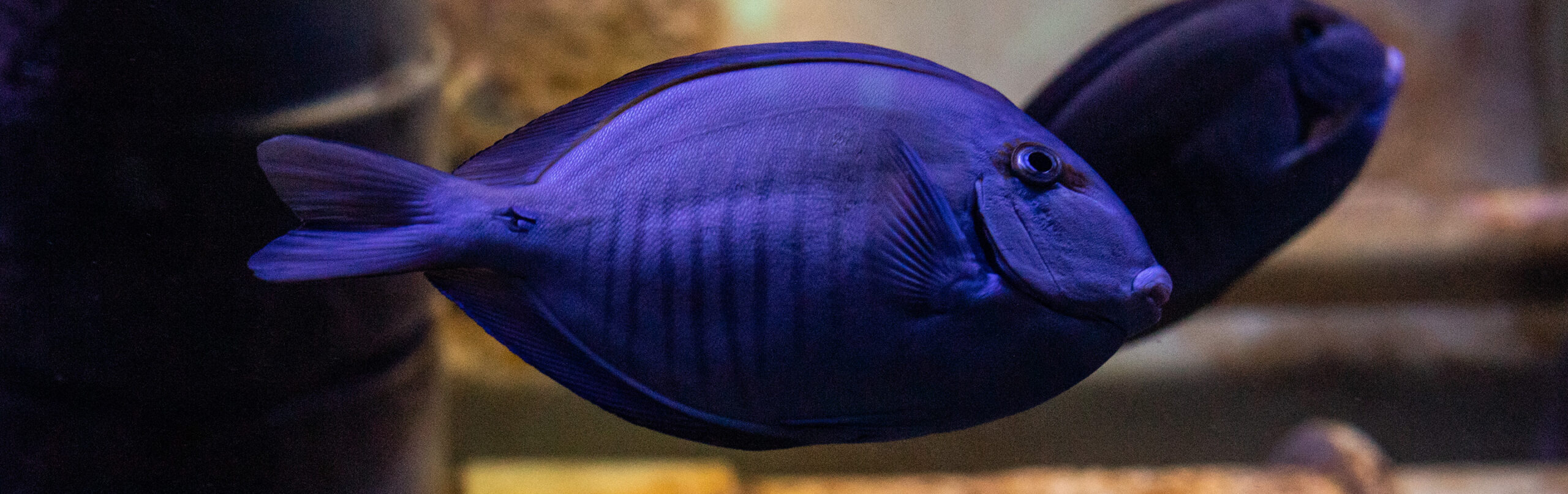 Doctorfish - Georgia Aquarium