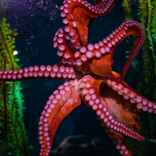 octopus fish tank