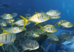 Golden Trevally 1