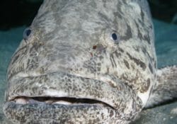 goliath-grouper