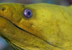 green-moray-eel