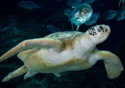 Green Sea Turtle 1