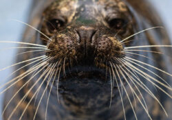 Harbor Seal 2