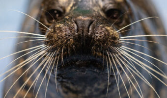 Harbor Seal 2