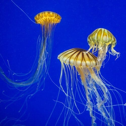 seven pounds jellyfish tank