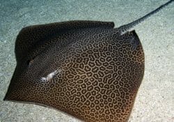 leopard-whipray